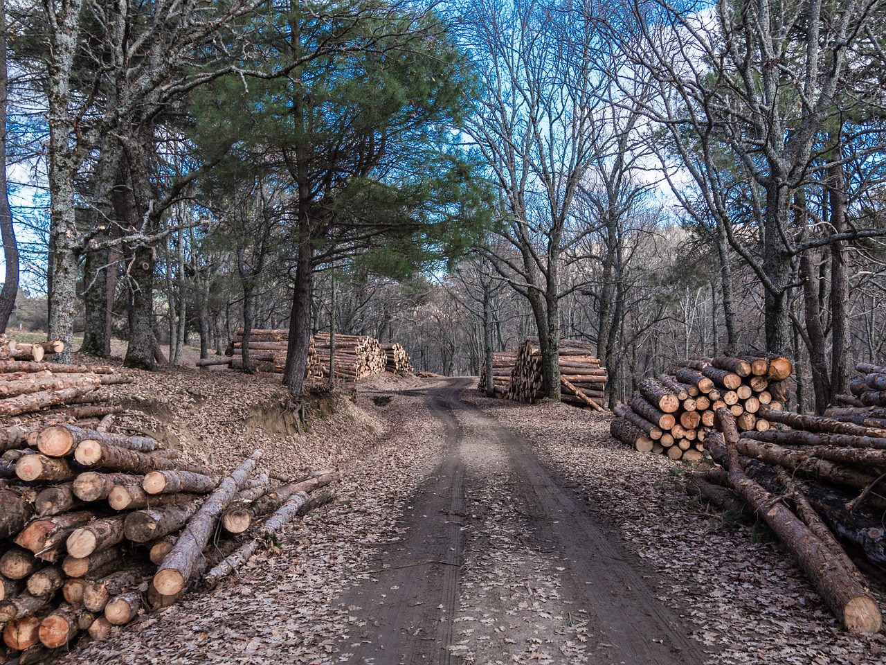 wood, trunk, carpenter, sawmill, canada, brown, oak, group, firm, stack, order, cut off, court, sierra, tree, cut log, lena, texture, nature, cortex, rings, pine, splinters, path, autumn, loneliness, forest, trees, walk, landscape, to walk, leaf, walking, peaceful, chestnut, lonely, treking, moisture, fall out, carpenter, sawmill, sawmill, sawmill, sawmill, sawmill