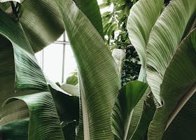 Vibrant tropical foliage basking in sunlight within a greenhouse setting.