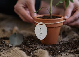 Close-up of a person planting a tomato seedling in a pot, focusing on organic gardening practices.